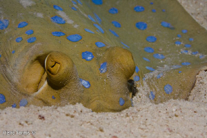 Blue Spotted Ray by Pietro Formis 